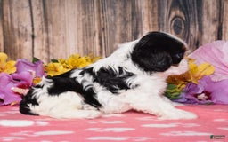 Cavalier King Charles Spaniel dogs for sale: Ember - Image 3