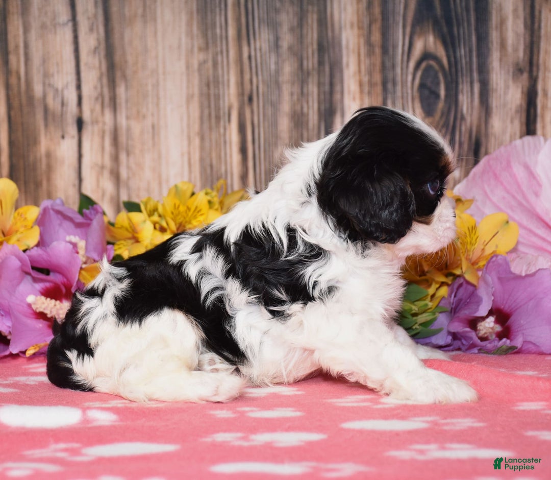 Cavalier King Charles Spaniel dogs for sale: Ember - Image 3
