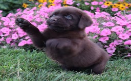 Labrador Retriever dogs for sale: Petunia - Image 6