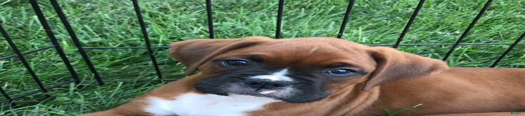 Deisel
