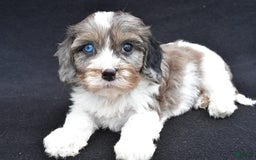 Cavapoo dogs for sale: Reeses - Image 2