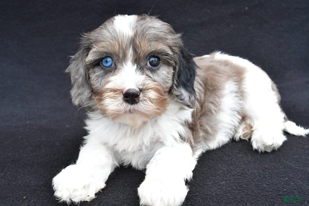Cavapoo dogs for sale: Reeses - Image 2