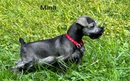 Miniature Schnauzer dogs for sale: Miniature Schnauzer 6 puppies - Image 9