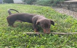 Dachshund dogs for sale: Keith - Image 5