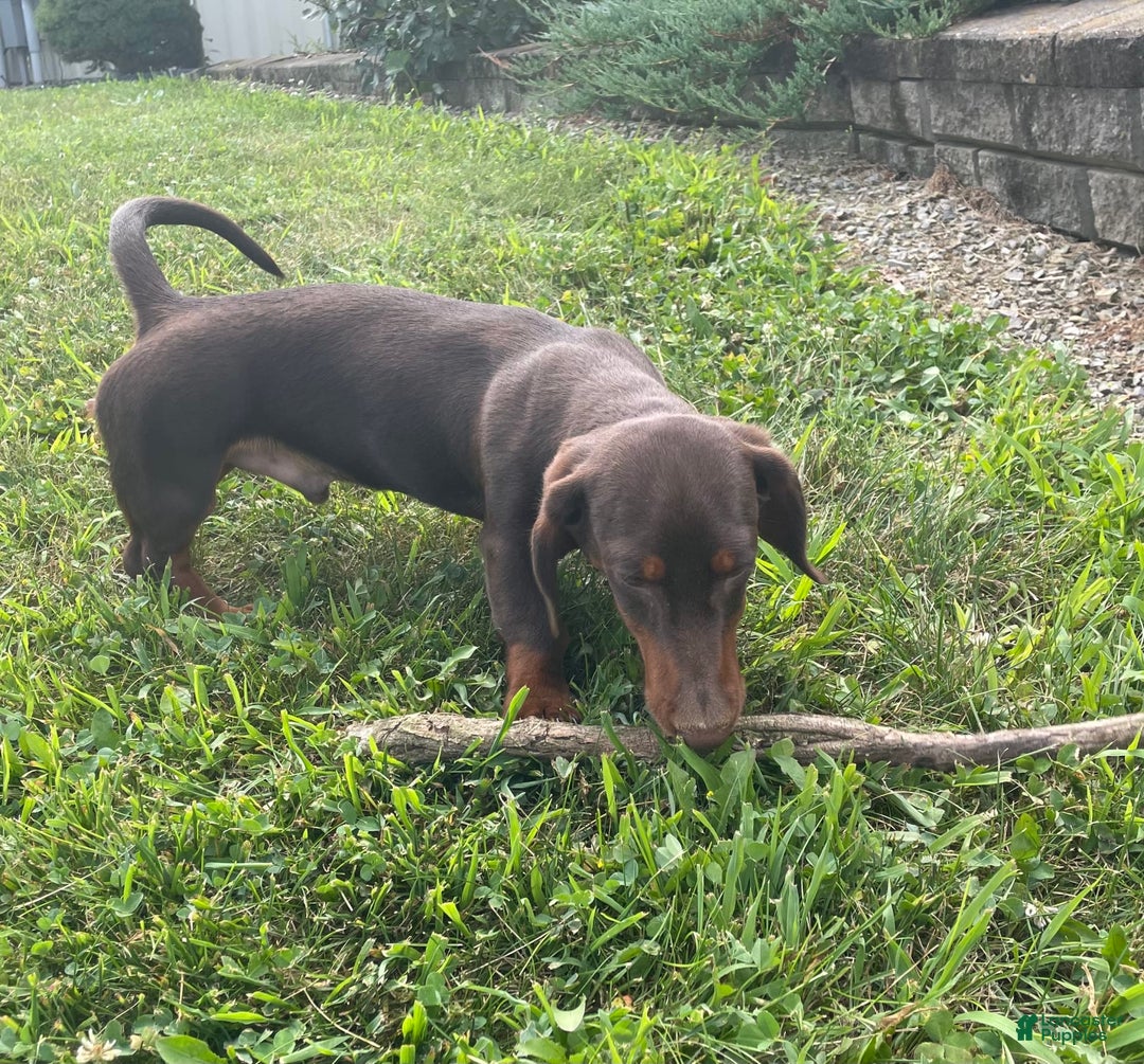 Dachshund dogs for sale: Keith - Image 5