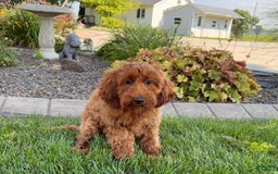 Cockapoo dogs for sale: Shellie - Image 5