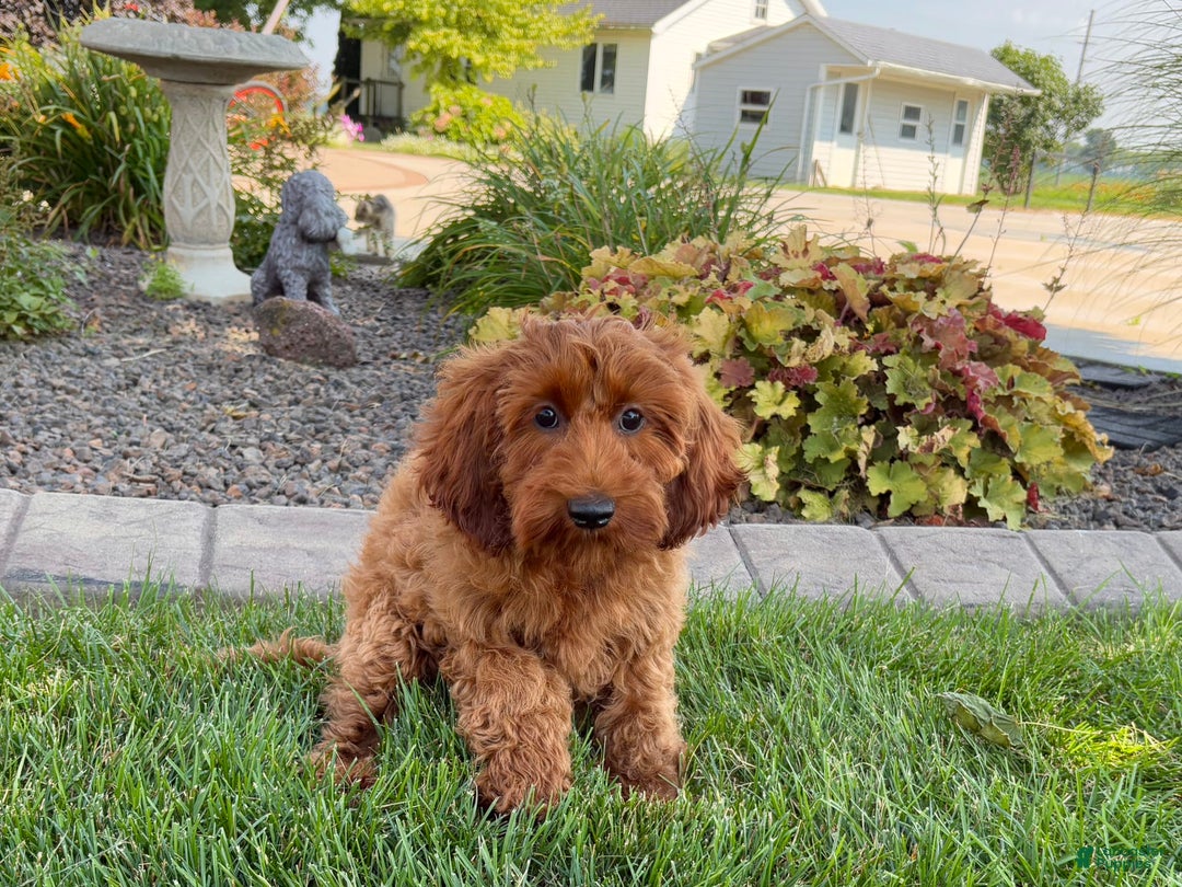 Cockapoo dogs for sale: Shellie - Image 5