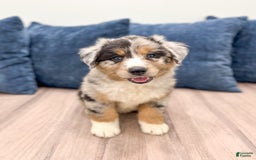 Australian Shepherd dogs for sale: Dakota - Image 1