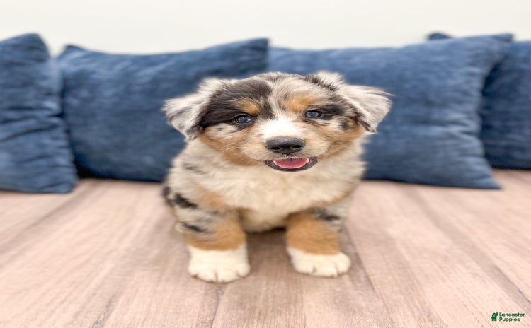 Australian Shepherd dogs for sale - Ad 2