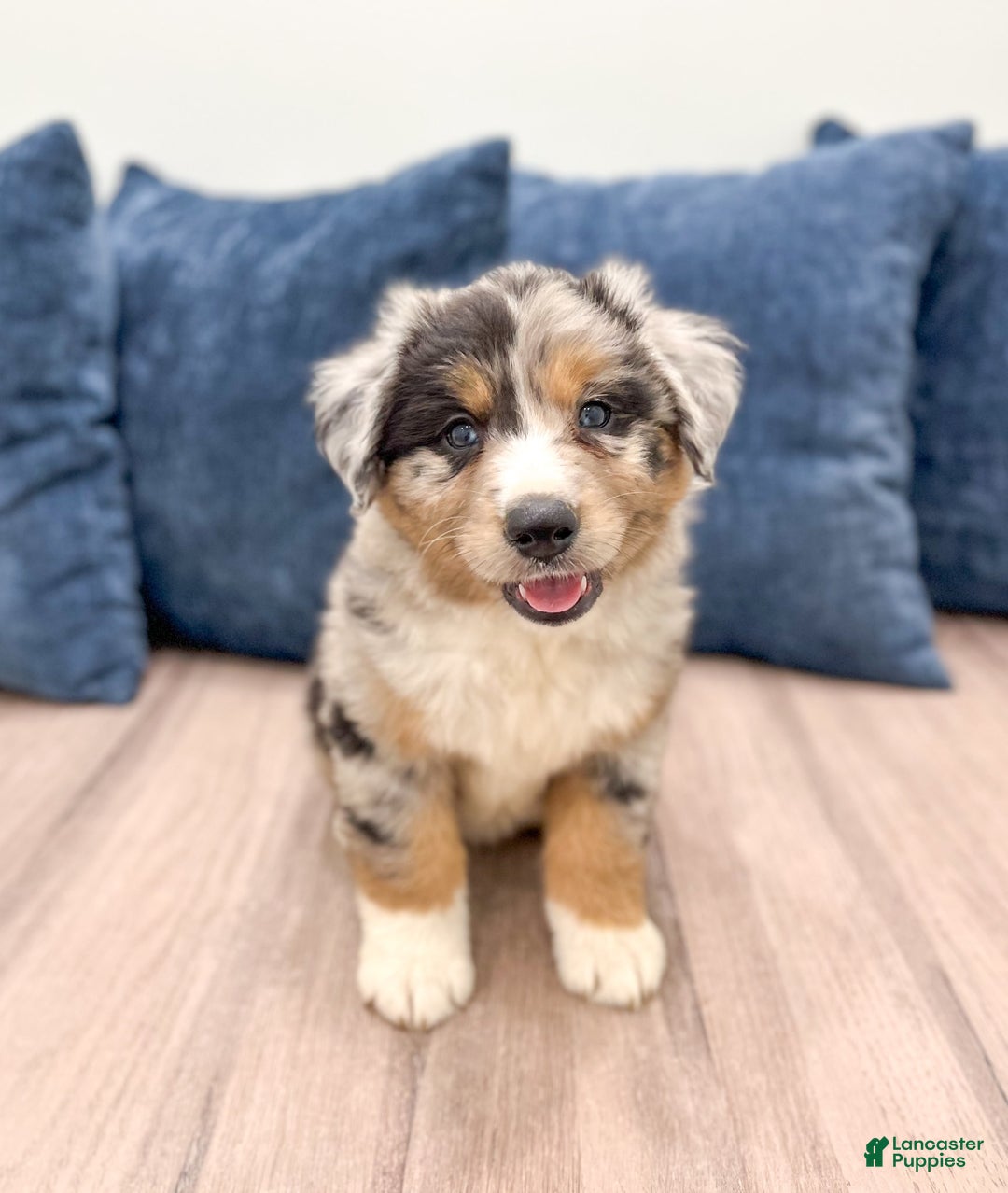 Australian Shepherd dogs for sale: Dakota - Image 1