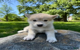 categoriesInfo:categoryAttributeOptions.pets.dogs.breed.akita dogs for sale: Champ - Image 25