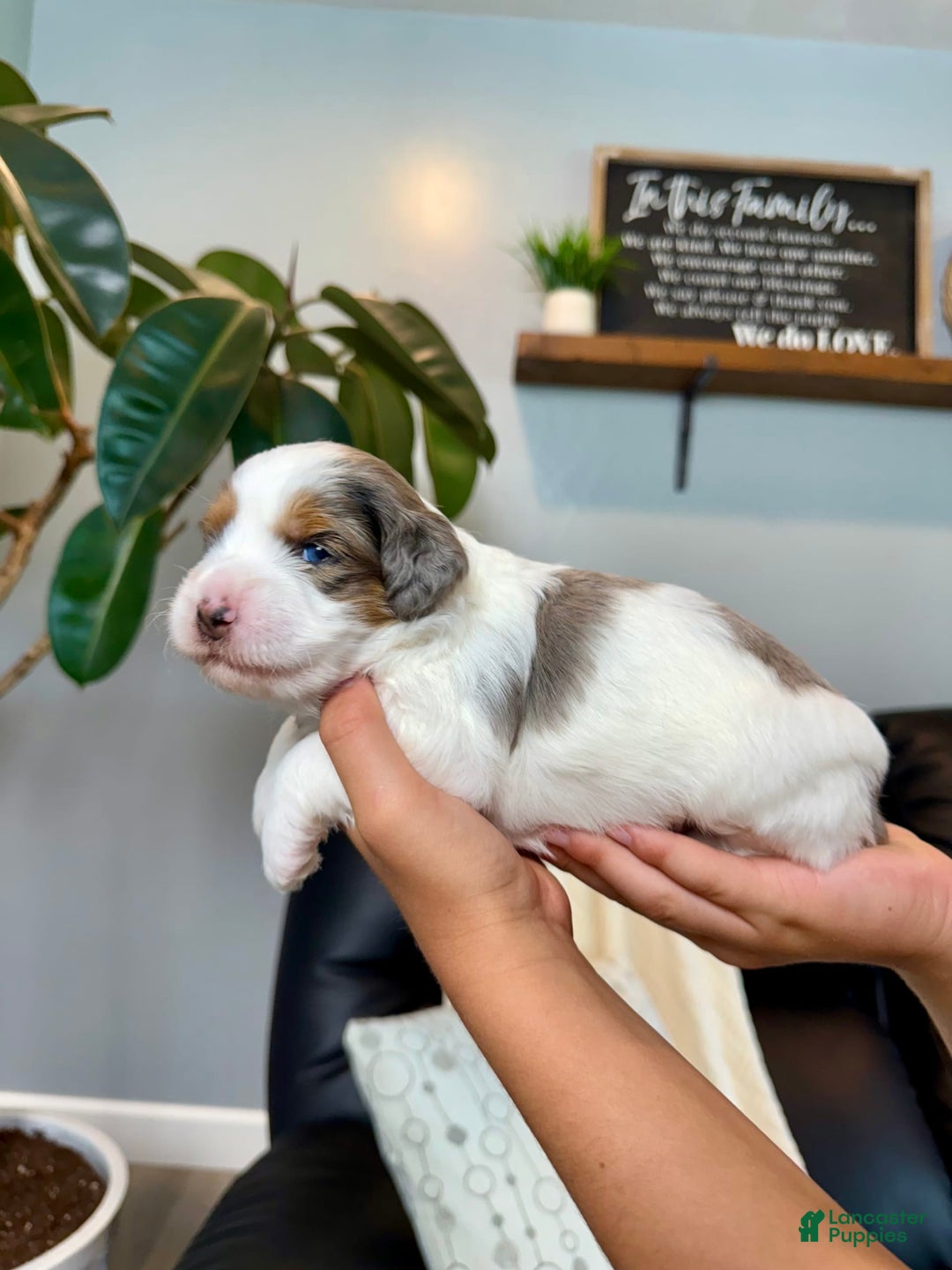 Mini Goldendoodle dogs for sale: Cora - Image 1