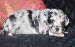 Yorkiepoo dogs for sale: Prissie - Image 4