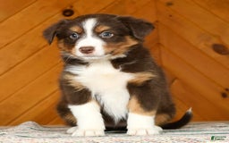 Australian Shepherd dogs for sale: Asia - Image 1