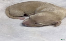 Miniature Dachshund dogs for sale: Glaze - Image 4