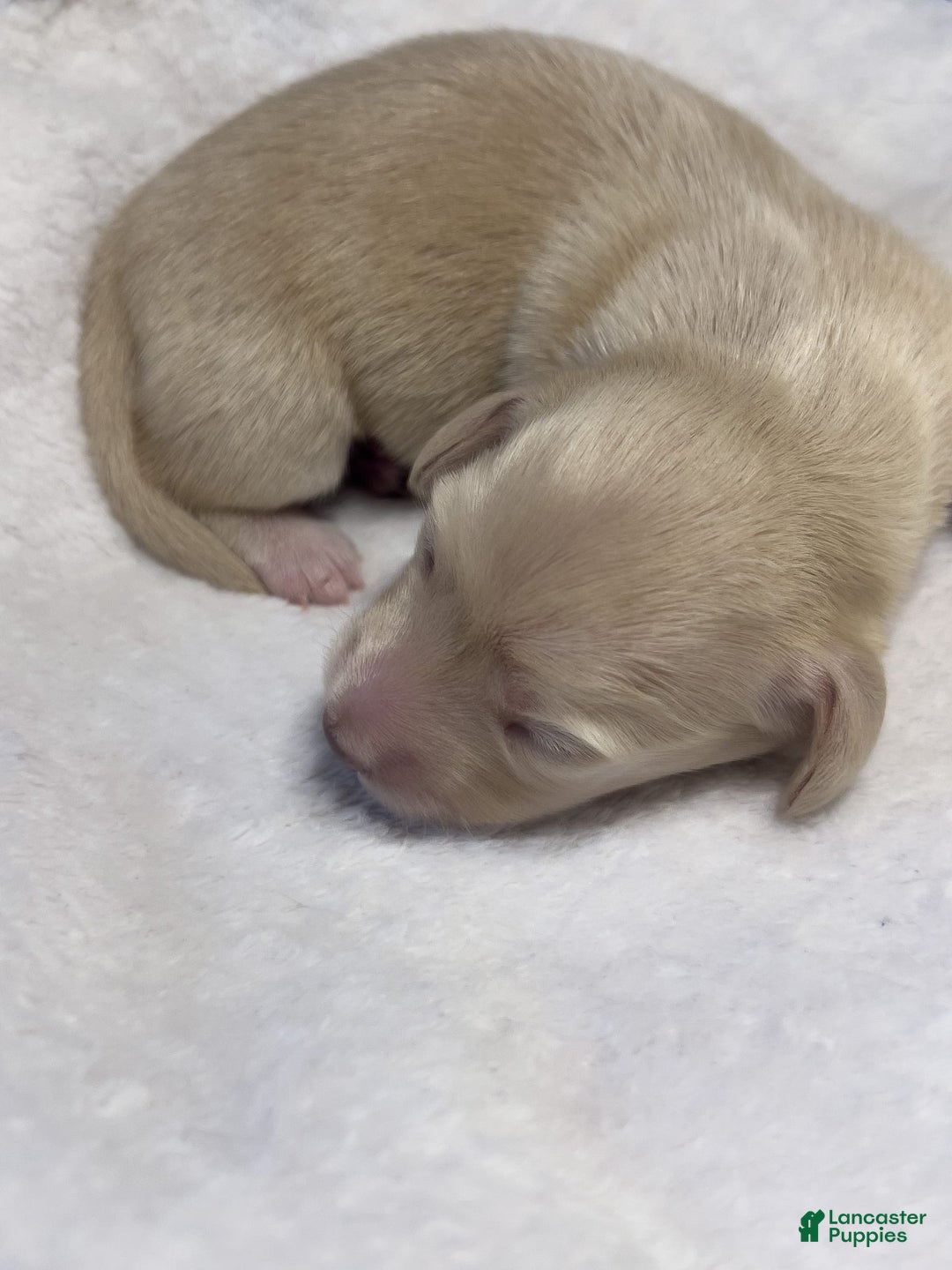Miniature Dachshund dogs for sale: Glaze - Image 4