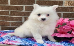 American Eskimo dogs for sale: Gloria - Image 4