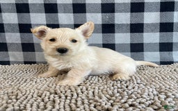 Scottish Terrier dogs for sale: Mason - Image 4
