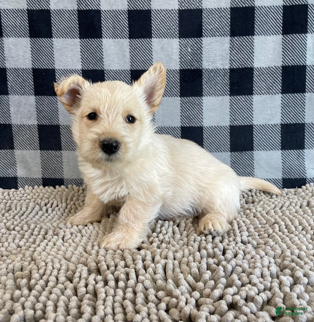 Scottish Terrier dogs for sale: Mason - Image 4