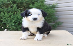 Miniature Australian Shepherd dogs for sale: Miniature Australian Shepherd 8 puppies - Image 6
