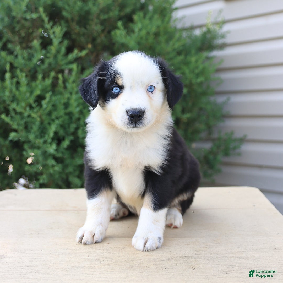 Miniature Australian Shepherd dogs for sale: Miniature Australian Shepherd 8 puppies - Image 6