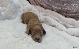Cavapoo dogs for sale: Apollo - Image 23