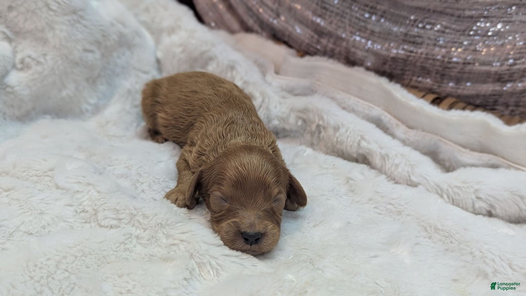 Cavapoo dogs for sale: Apollo - Image 23