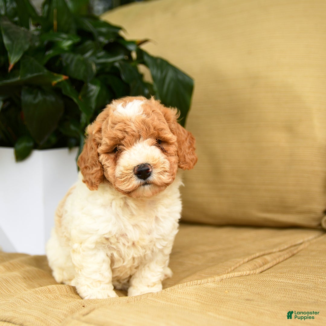 Mini Goldendoodle dogs for sale: Hailey - Image 2