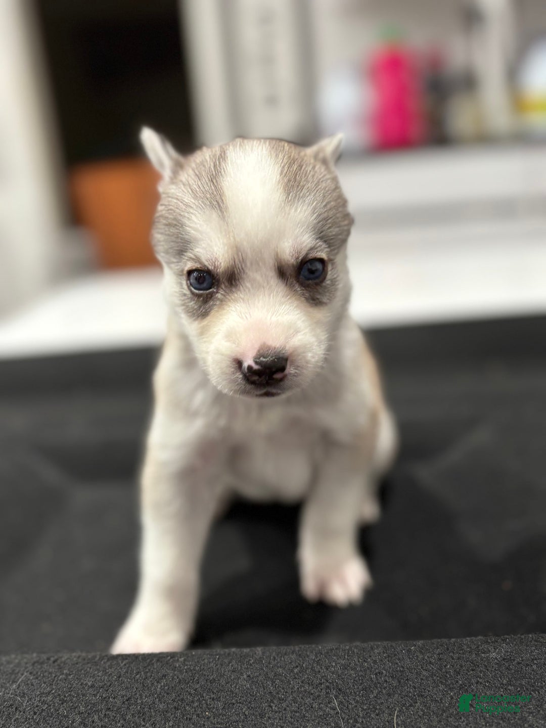 Siberian Husky dogs for sale: Hot Pink - Image 1