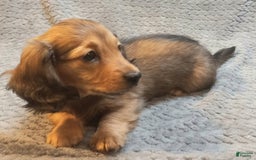 Miniature Dachshund dogs for sale: Summer - Image 8