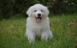 Great Pyrenees dogs for sale: Silas - Image 1