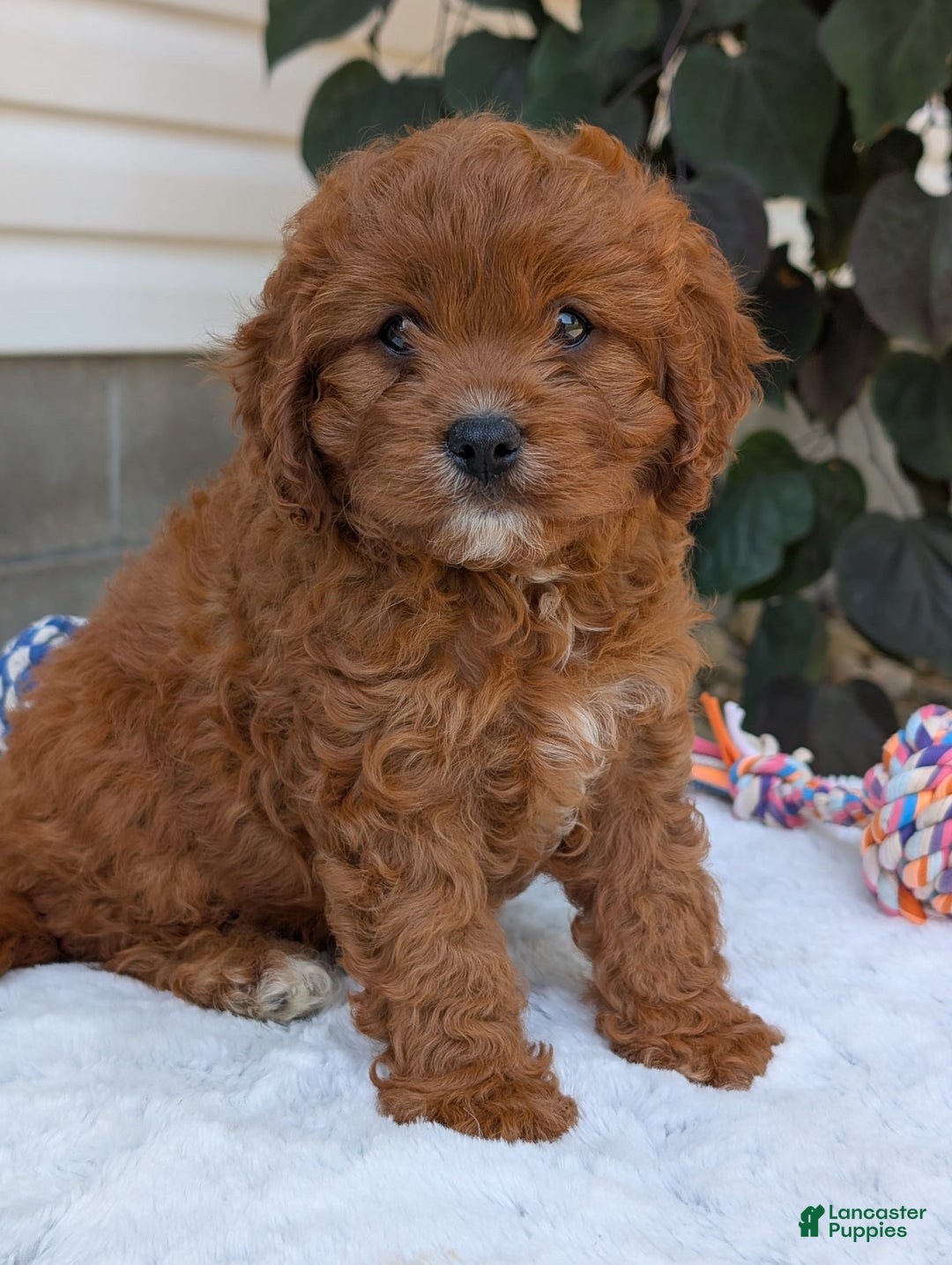 Cavapoo dogs for sale: Remi - Image 19