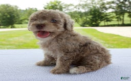 Miniature Poodle dogs for sale: Jackson - Image 2
