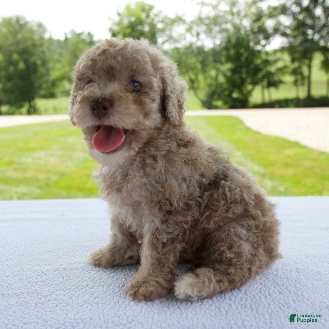 Miniature Poodle dogs for sale: Jackson - Image 2