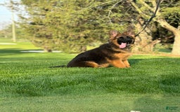 German Shepherd dogs for sale: Purple - Image 5