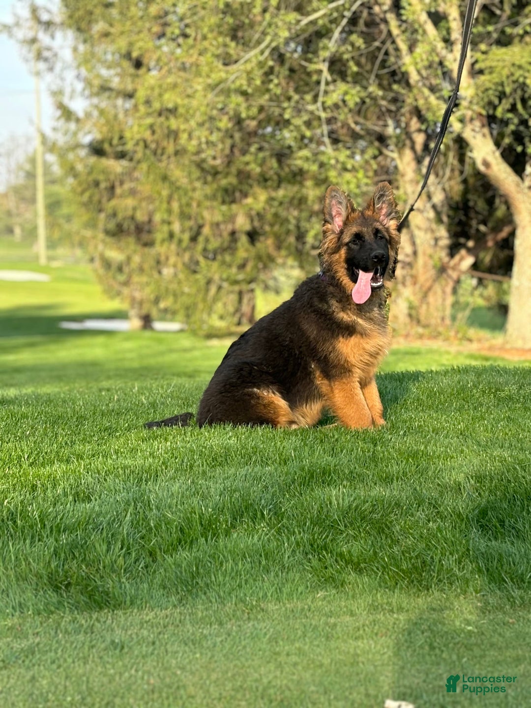 German Shepherd dogs for sale: Purple - Image 5