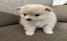 Pomeranian dogs for sale: Coco - Image 1