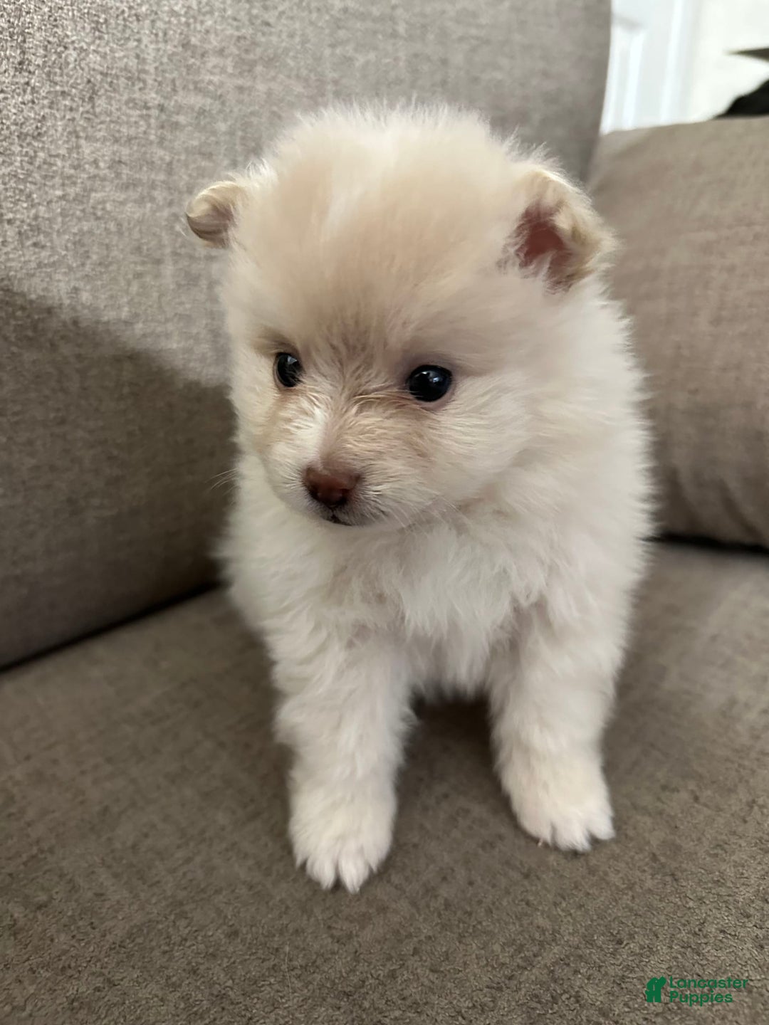 Pomeranian dogs for sale: Coco - Image 1