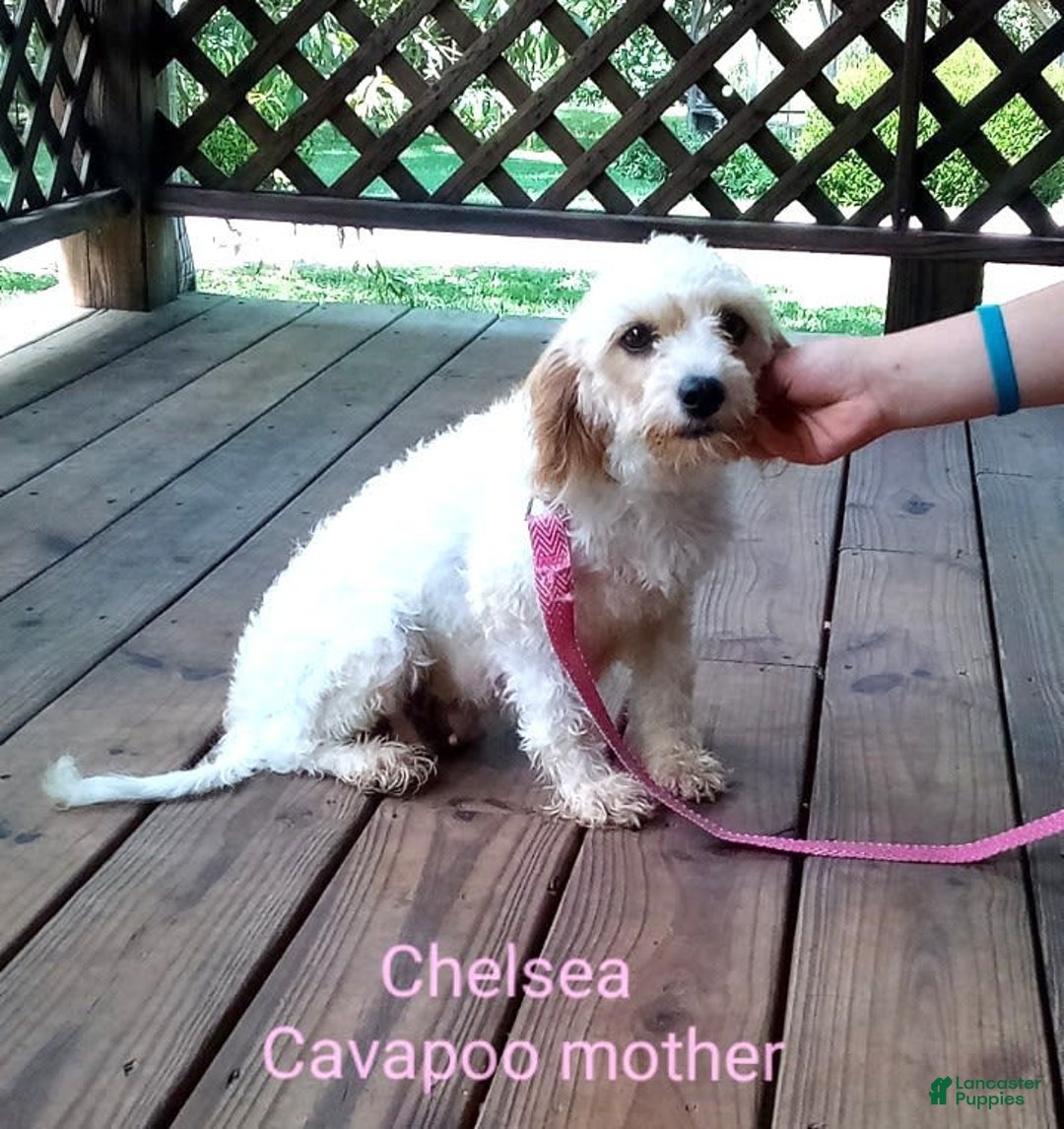 Cavapoo dogs for sale: China - Image 6