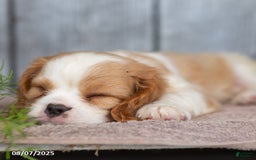 Cavalier King Charles Spaniel dogs for sale: Theo - Image 3