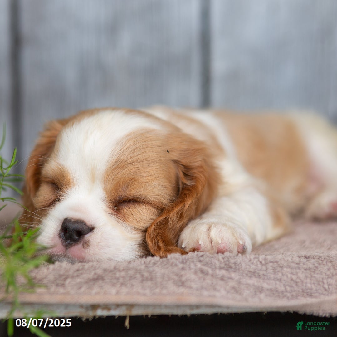 Cavalier King Charles Spaniel dogs for sale: Theo - Image 3