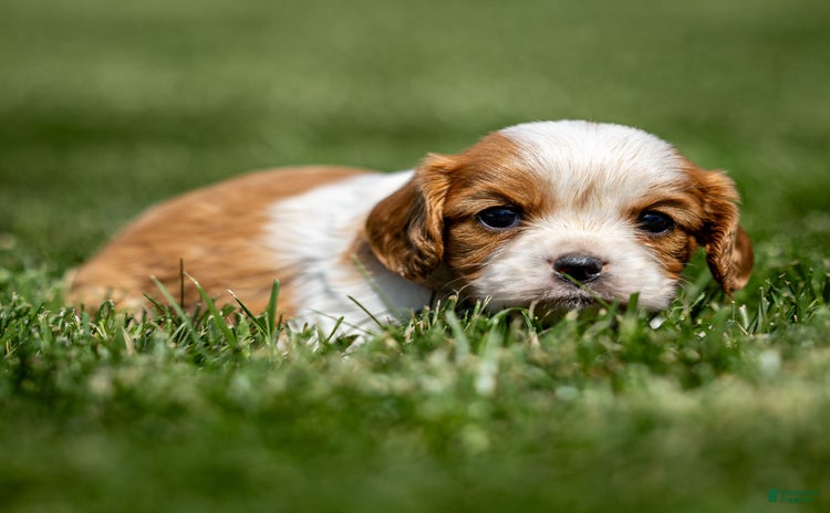 Cavalier King Charles Spaniel dogs for sale - Ad 1