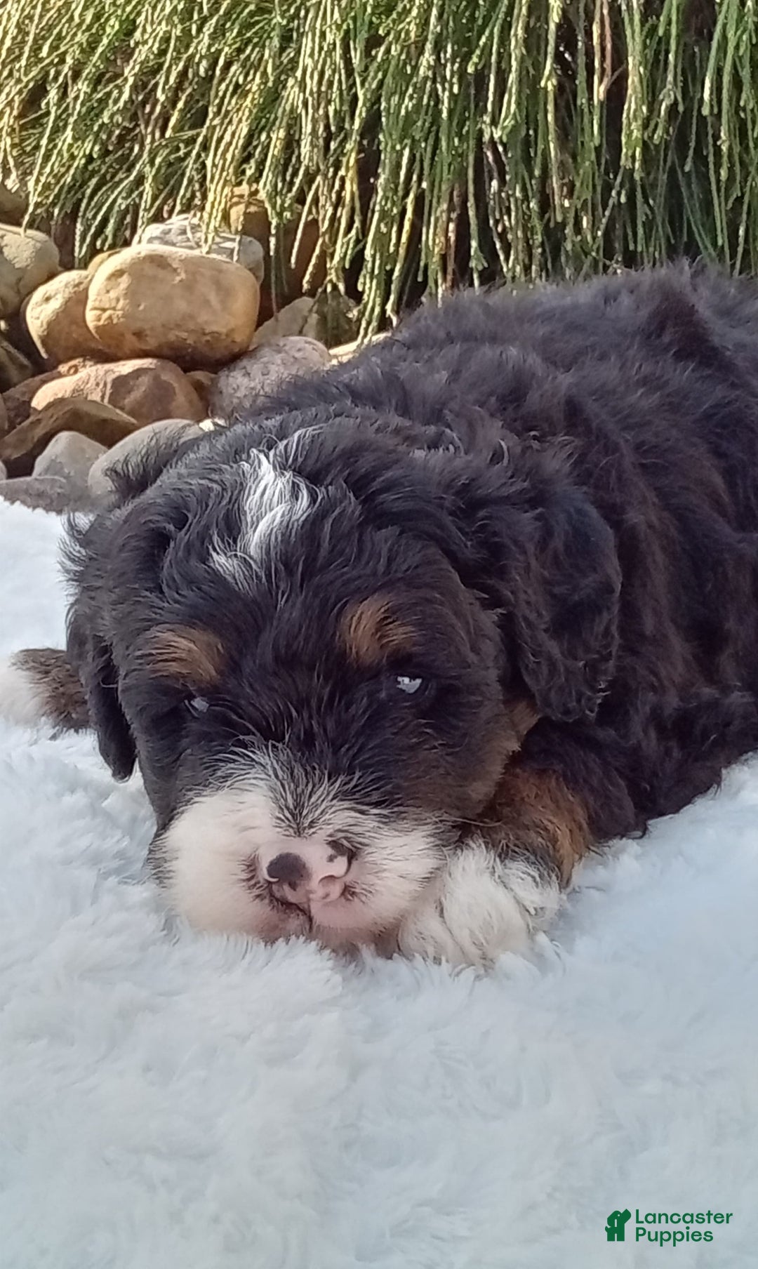 Mini Bernedoodle dogs for sale: Rambo - Image 41