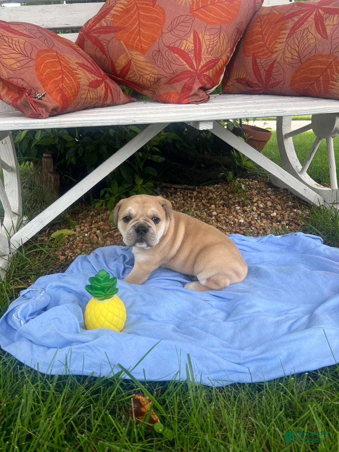Shar Pei dogs for sale: The Librarian - Image 3