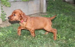 Irish Setter dogs for sale: Flossy - Image 2