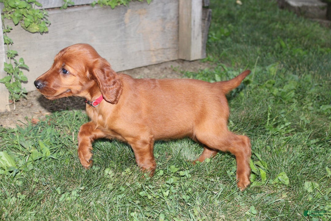 Irish Setter dogs for sale: Flossy - Image 2