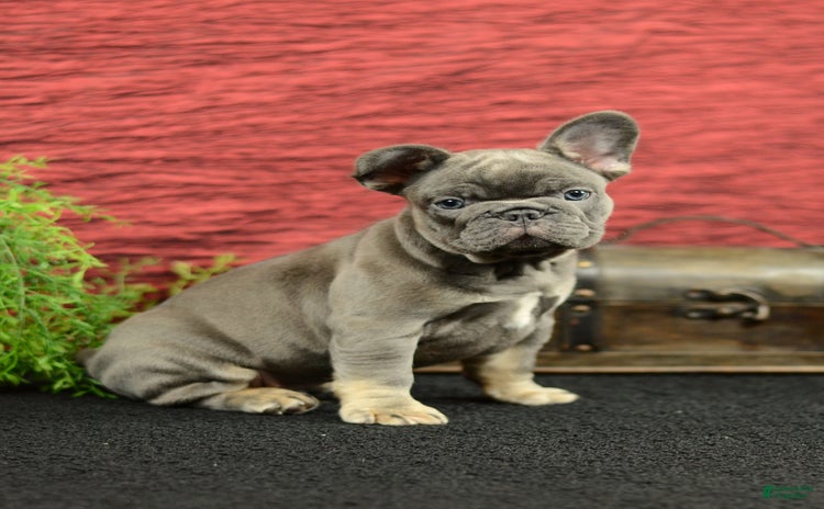 French Bulldog dogs for sale - Ad 3