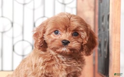 Cavapoo dogs for sale: Maggie - Image 2