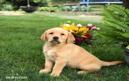 Goldador dogs for sale: Stella - Image 5