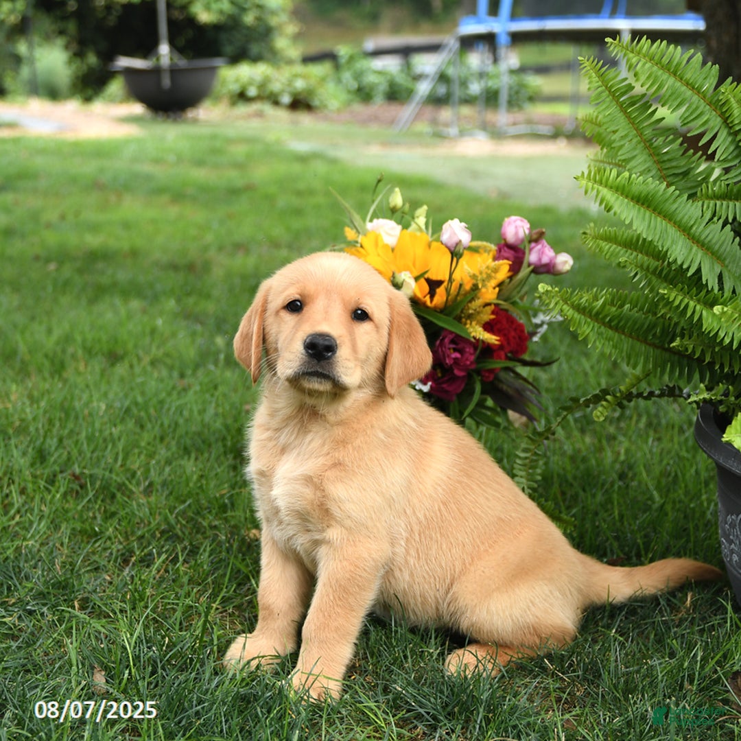 Goldador dogs for sale: Stella - Image 5